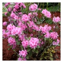 Northern Lights Azalea