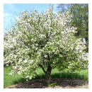 Rinki Crabapple